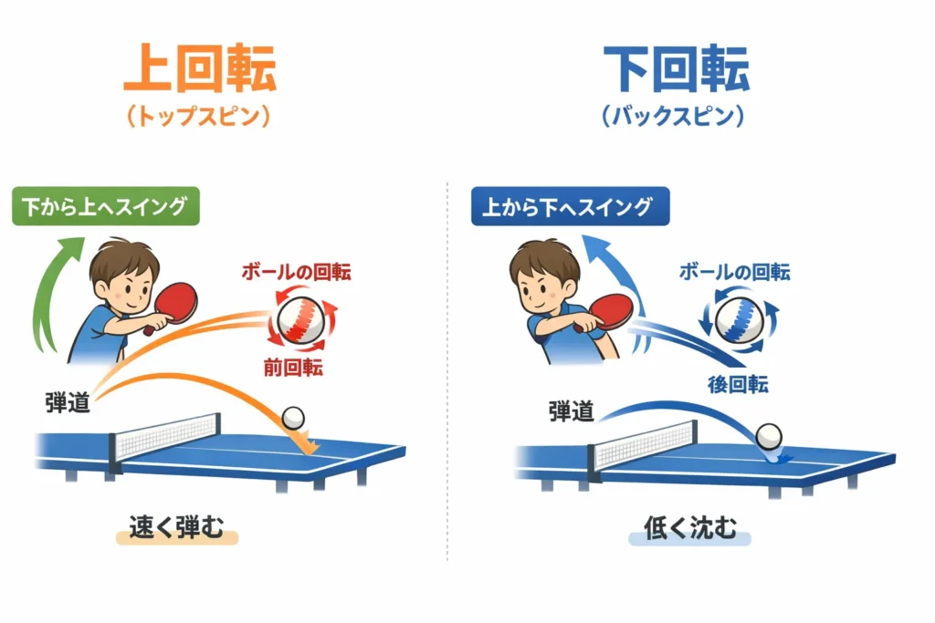 卓球 フォアドライブ 上回転 下回転 回転の違い 図解